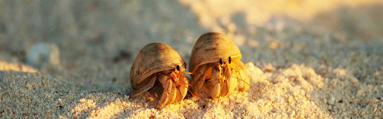 partir aux seychelles pour ses plages paradisiaques